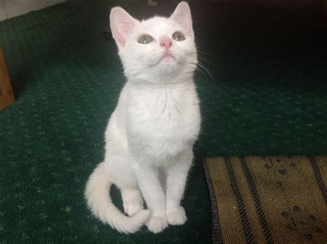 Search through thousands of adverts for kittens & cats for sale in the uk, from pets4homes, the uks most popular free pet classifieds. Rare green-eyed snow-white kitten for SALE! | Leicester ...