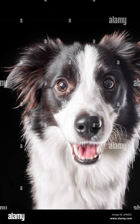Border Collie Face High Resolution Stock Photography And Images Alamy