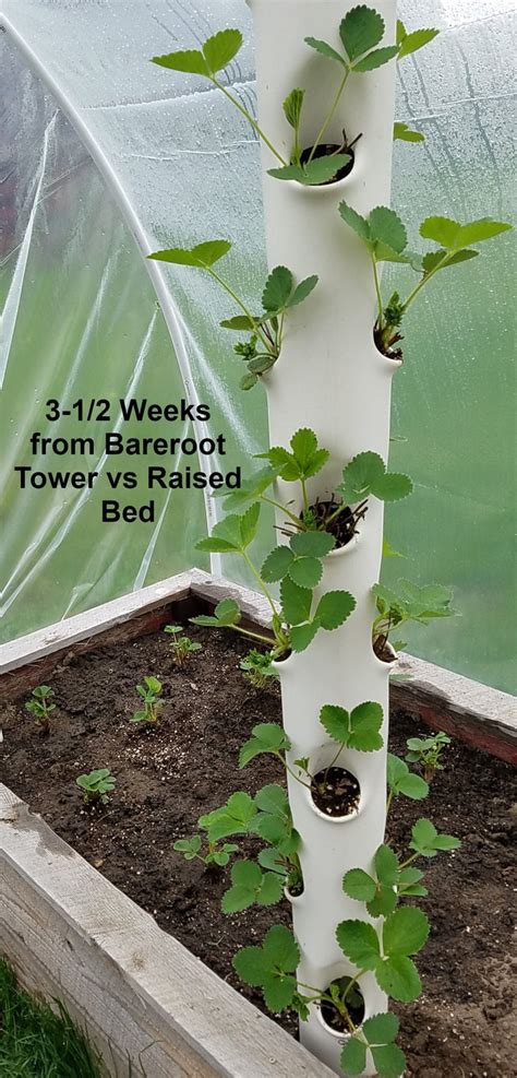 Simple diy strawberry tower for hydroponics hydroponic gardening top tips strawberries garden aquaponic spacing aquaponics build your own vertical 4 kit towers. Vertical Garden Tower Grows Fast Strawberries in Soil or ...