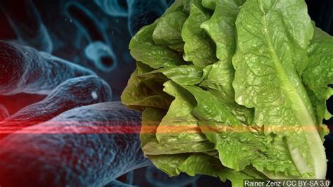 1st Death Reported In Romaine Lettuce E Coli Outbreak