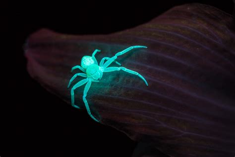 Glow In The Dark Spider Dyxum