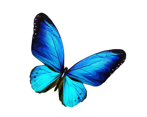 Butterfly Blue HD PNG