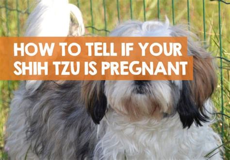 How Do I Know If My Shih Tzu Is Pregnant Signs And Stages To Look For