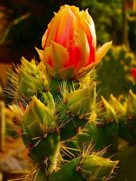 Scottsdale Daily Photo Photo Texture Of Cactus