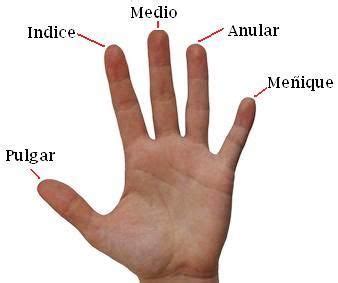 Nombre de los dedos de la mano | Nombres de los dedos, Dedos de la mano
