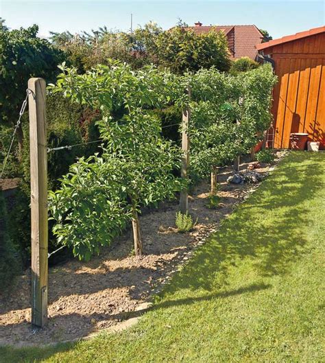 Obst garten is a member of vimeo, the home for high quality videos and the people who love them. Obst- und Beerenfrüchte aus dem eigenen Garten