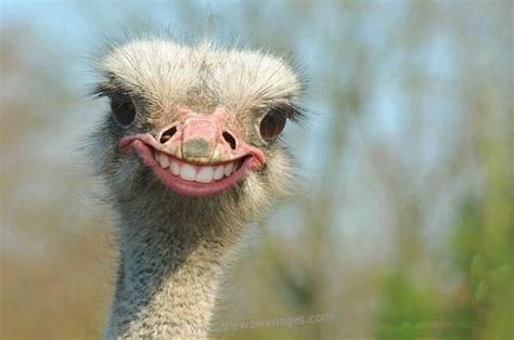 A Happy Ostrich Funny Animals Animals Funny Animal Pictures