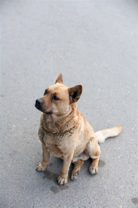 Sad Homeless Stray Dog Is Resting On Pavement Looking At Camera There