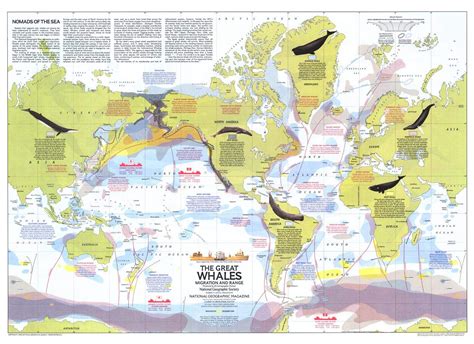 Map Where Whales Are Found In The World