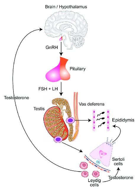 The Hypothalamic Pituitary Testicular Axis And Its Role In Download Scientific Diagram