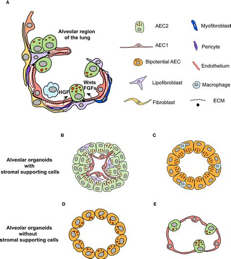 Frontiers Dissecting The Niche For Alveolar Type Ii Cells With Free