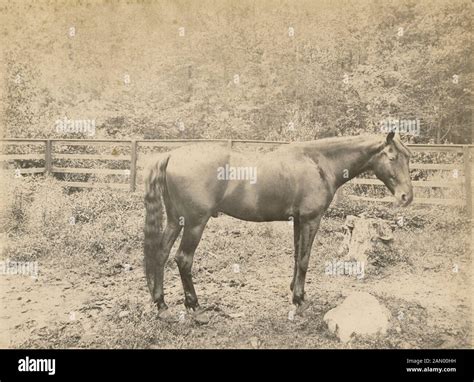 Antique 1890 Photograph Of A Horse Location Unknown Probably