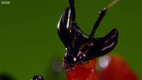 Kung Fu Mantis Vs Jumping Spider Coub The Biggest Video Meme Platform