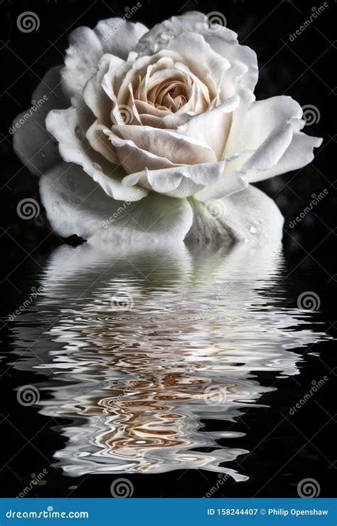 Pale White Rose With Raindrops Reflected In Dark Water On A Black
