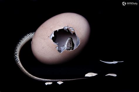 Why do some animals give live birth and others lay eggs? - NYK Daily