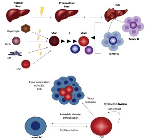 Liver Cell Model