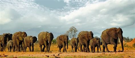 Large Herd Of Wild African Elephants Walking Across The African