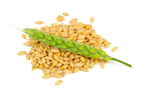 Barley Grains Isolated On White Background Stock Image Image Of