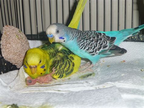 Our New Baby Parakeet Baby Parakeets Pet Birds Cute Animals