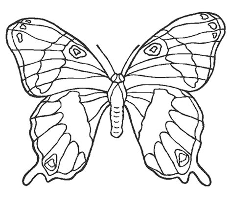 Coloriages De Papillons Magnifique Papillon