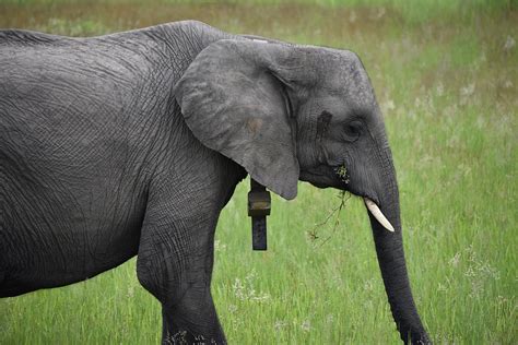 how do we identify individual elephants