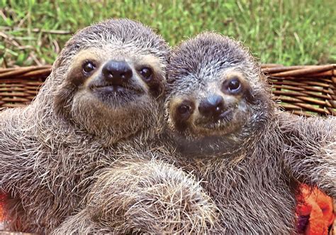Choose from contactless same day delivery, drive up and more. Pet Tales: Slow down and enjoy sloths in a new book ...