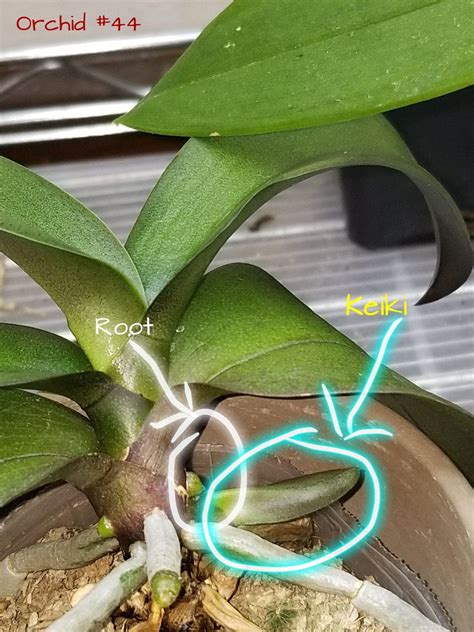 The good news is that phalaenopsis are among the easiest orchids to grow, as long as you follow a few basic rules. Orchid #44 What I thought could be a spike above the keiki ...