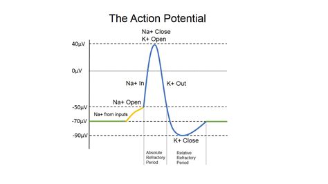 Action Potential Diagram Dr Blake Porter