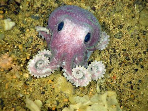 Photos Spectacular Deep Sea Species Found Off Canada Cute Octopus