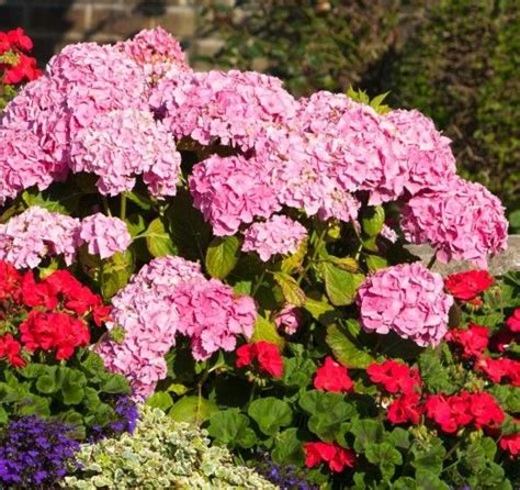 The Best Flowering Shrubs And Bushes For The Eastern And Western Us