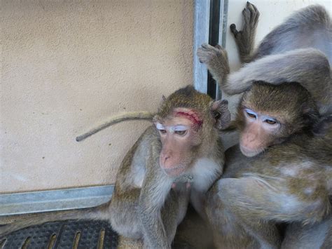 Monkeys Endure Pain Fear And Death At Primate Products
