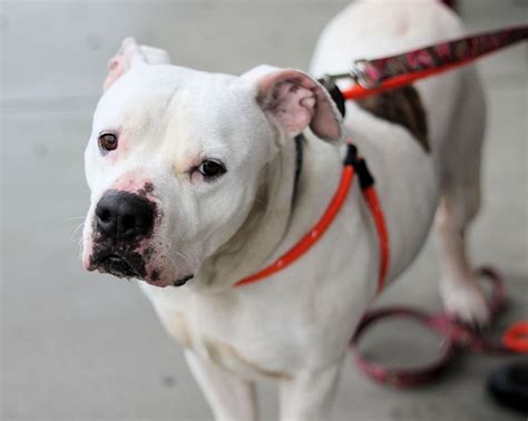 Despite being a taller dog, standing between 22 and 27 inches at the shoulder, the scott type is sometimes mistaken for an american pit bull terrier. Bulloxer (American Bulldog-Boxer Mix) Info, Puppies, and ...