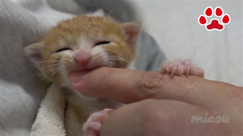 We did not find results for: Cute kitten Maya,Human hands, my pacifier - YouTube