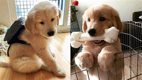 Funniest 🐾 Cutest Adorable Golden Retriever Puppies Compilation 🐾 Youtube