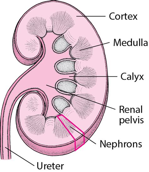 Stones In The Urinary Tract Kidney And Urinary Tract Disorders Msd