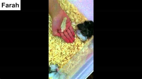 How To Tame Hamster Babies Tips På Hur Jag Får Min Baby Hamster Tam