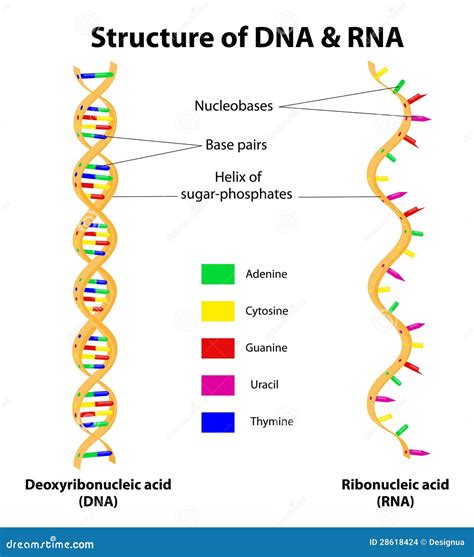 Structure DNA And RNA Molecule Vector Stock Vector Illustration Of
