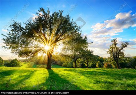 Sun Shining Through A Tree In Rural Landscape Lizenzfreies Foto