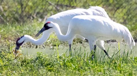 Louisiana's whooping cranes survive hurricanes and pandemic in 2020