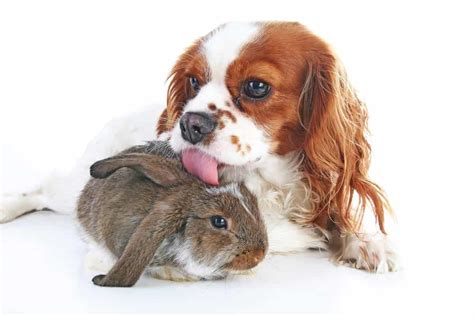 When Fido Met Thumper Keeping The Peace Between Your Dog And Rabbit