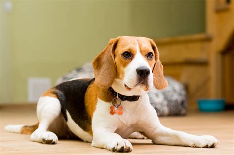 Beagle Características Personalidad Orígen Y Criaderos De Perros Beagle
