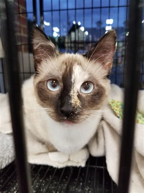 Saw This Tortiesiamese Mix For Adoption Her Tail Was Also Tortie So