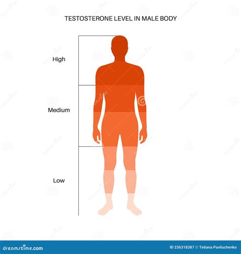 Testosterone Level Chart Stock Vector Illustration Of Chart