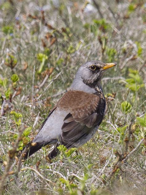 Die wacholderdrossel ist noch nicht sehr lange als brutvogel bei uns, sie kam erst 1965 im laufe einer ausbreitungswelle aus dem norden europas auch in den kreis olpe und damit in die gemeinde finnentrop. Wacholderdrossel