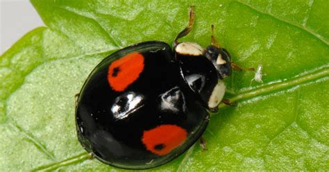 Invasion Of The Black Ladybirds Hits Uk Everything You Need To Know