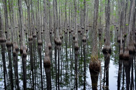 Hiking Pine Log State Forest | biking camping | Florida Hikes!