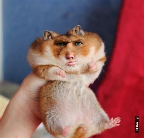 Create Comics Meme Photo Hamster Meme Get A Hamster Hamster Comics Meme Arsenal Com