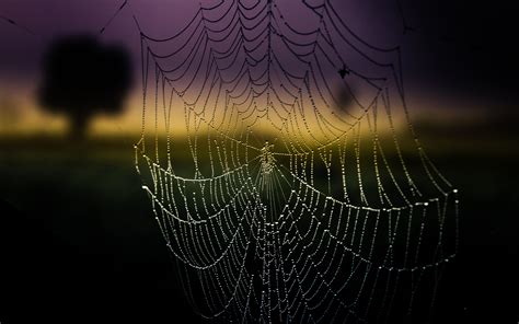 Spider Web Hd Wallpaper Background Image 2560x1600