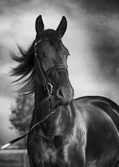 Horse Portrait In Black And White Photograph By Wolf