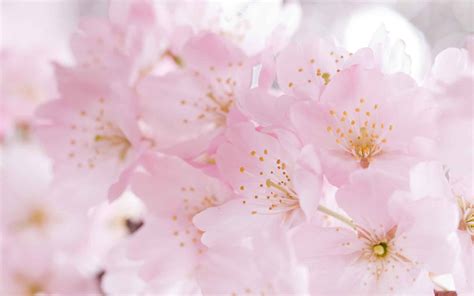 74 Sakura Flower Wallpaper On Wallpapersafari